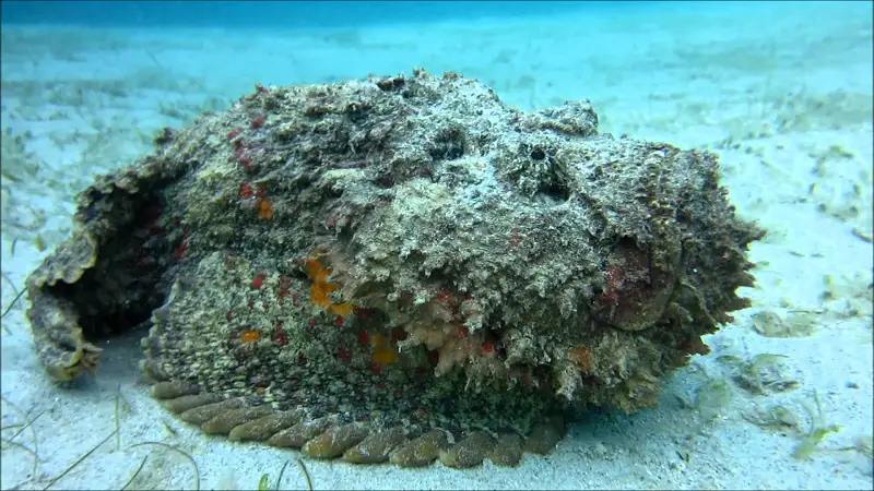 what is the difference between lionfish vs stonefish