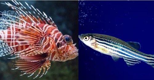 difference between lionfish vs zebrafish