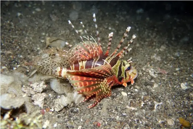 lionfish vs turkeyfish where they live