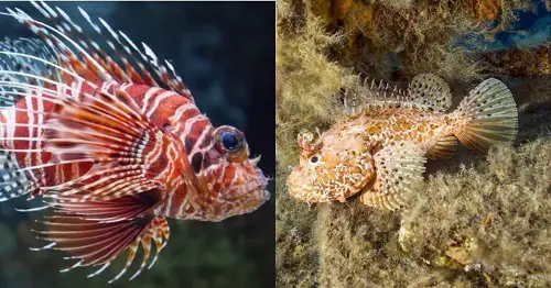 difference between lionfish vs scorpionfish