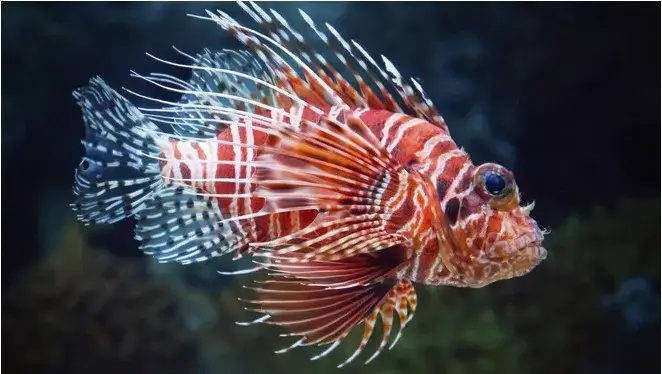 difference between lionfish vs zebrafish