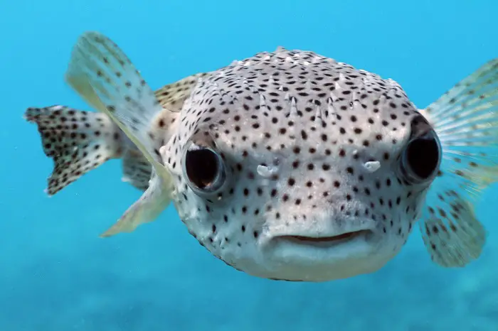 do pufferfish bite