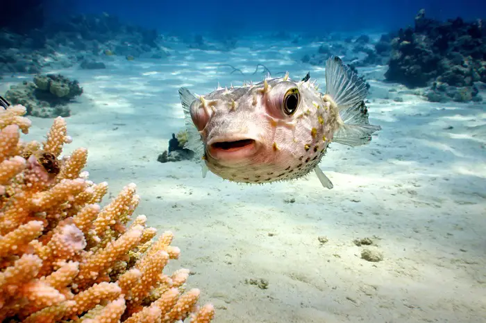 do puffer fish breathe