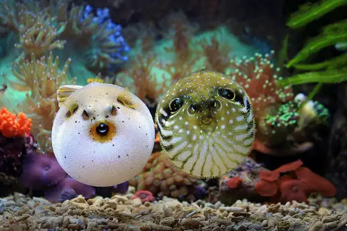 do pufferfish eat other fish