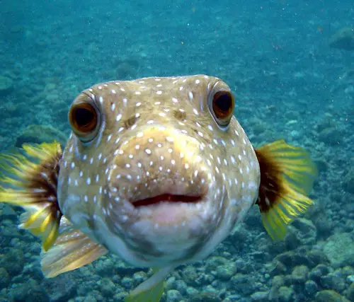 do pufferfish breathe