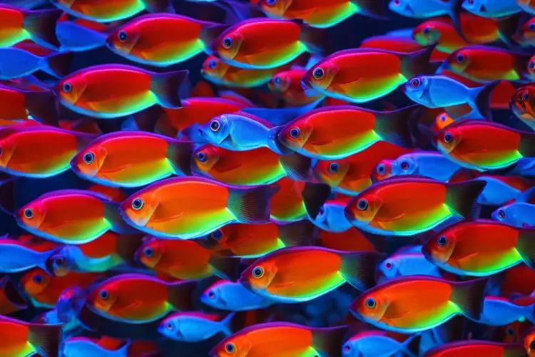 do glofish actually glow