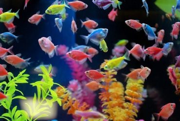 are glofish bottom feeding fish