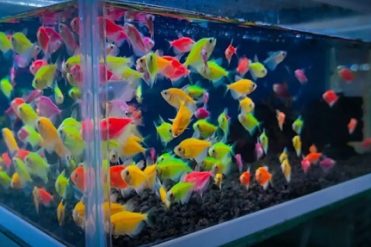 are glofish known to be aggressive