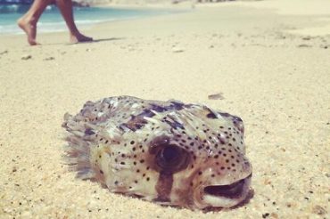 blowfish vs puffer fish