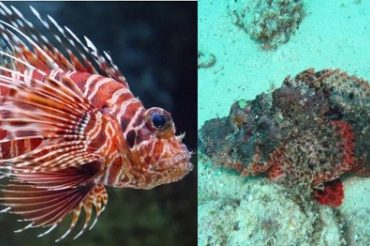 difference between lionfish vs stonefish