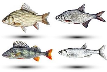 different types of bream fish